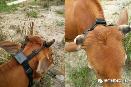 瑞佰創(chuàng)物聯(lián)科技 瑞佰創(chuàng)物聯(lián)科技
